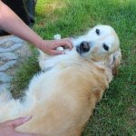 Akupunktur für Hunde