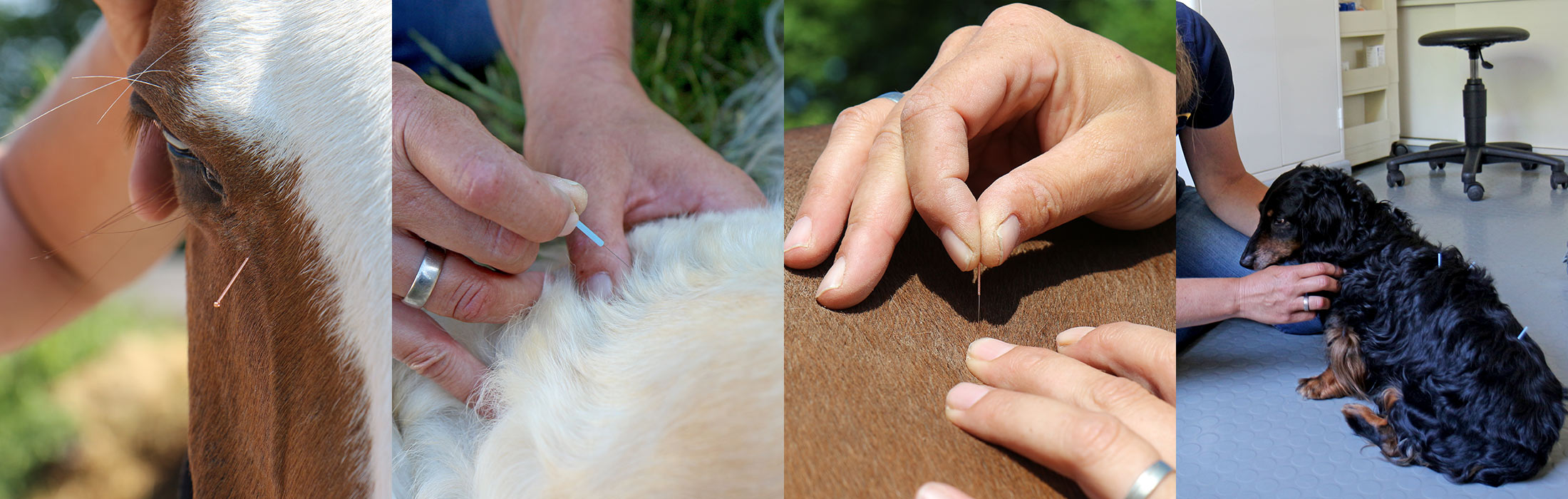 Akupunktur für Pferde und Hunde