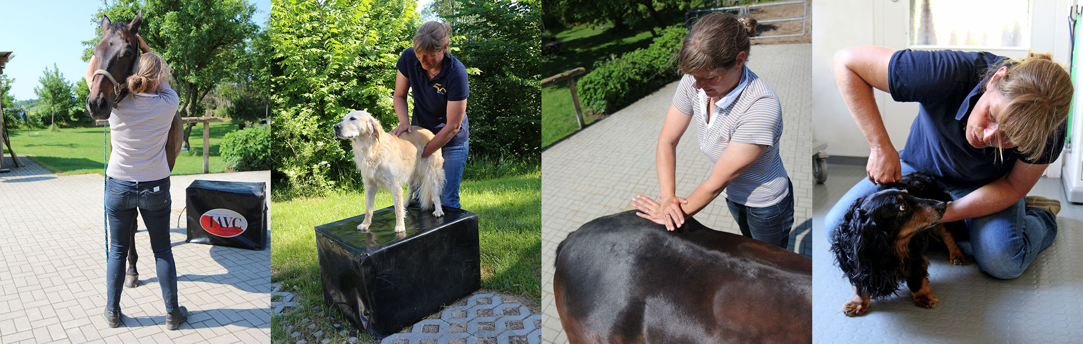 Chiropraktik für Pferde und Hunde