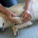 Chiropraxis für Hunde