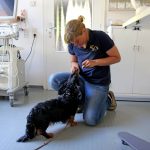 Chiropraxis für Hunde