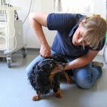 Chiropraxis für Hunde