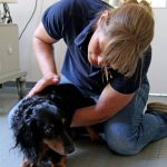 Chiropraxis für Hunde