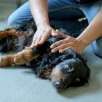 Chiropraxis für Hunde