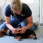 Chiropraxis für Hunde
