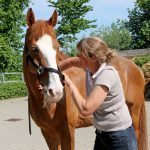 Chiropraxis für Pferde