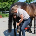 Chiropraxis für Pferde