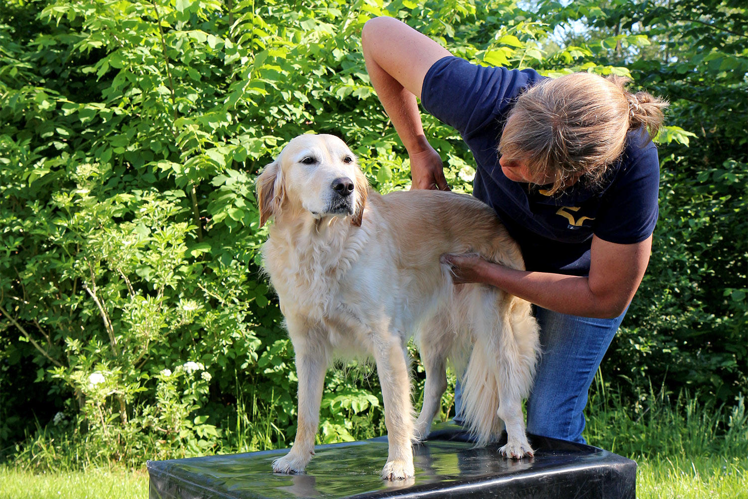 Chiropraxis für Hunde