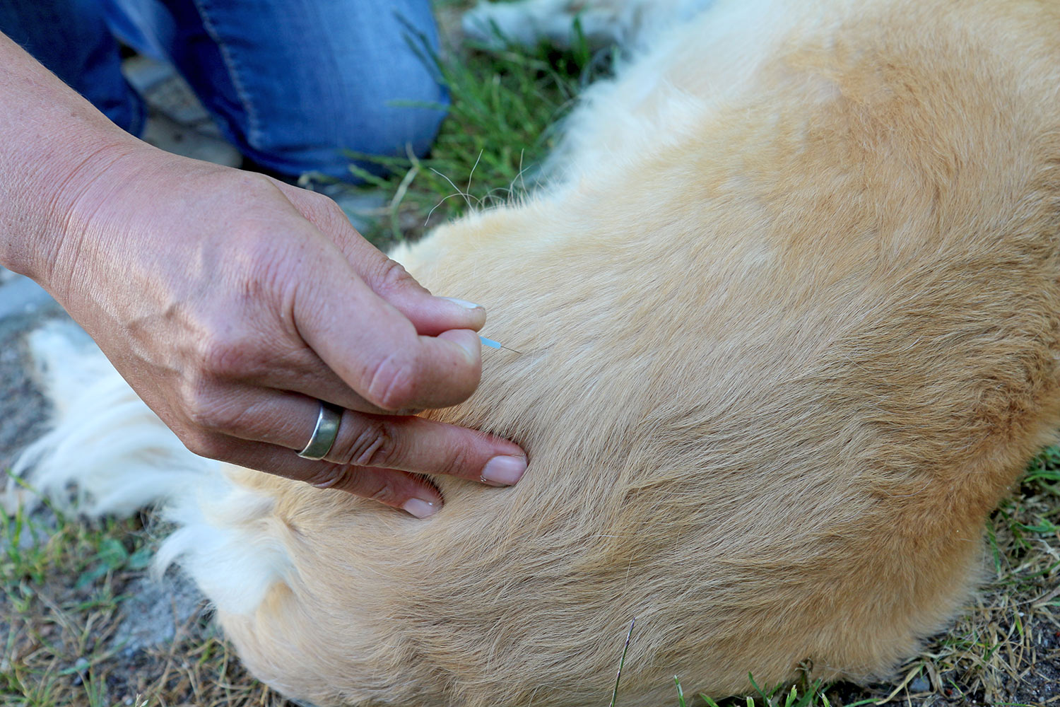 Akupunktur für Hunde